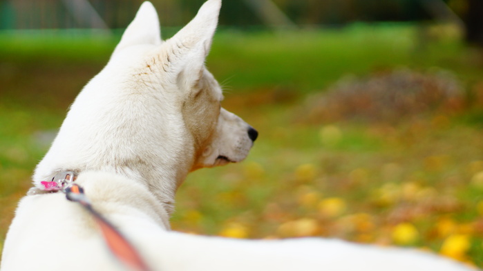 里親募集中 保護犬里親募集 那須ハイランドパーク 那須の大自然に囲まれたレジャーランド 栃木県