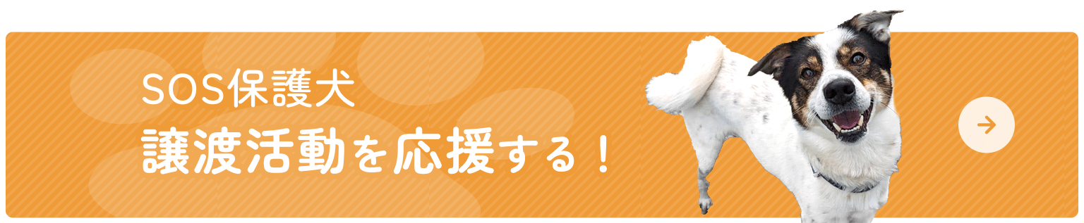 SOS保護犬 譲渡活動を応援する!