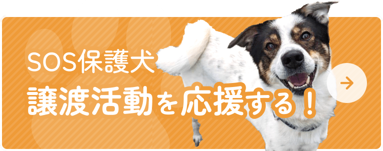 SOS保護犬 譲渡活動を応援する！