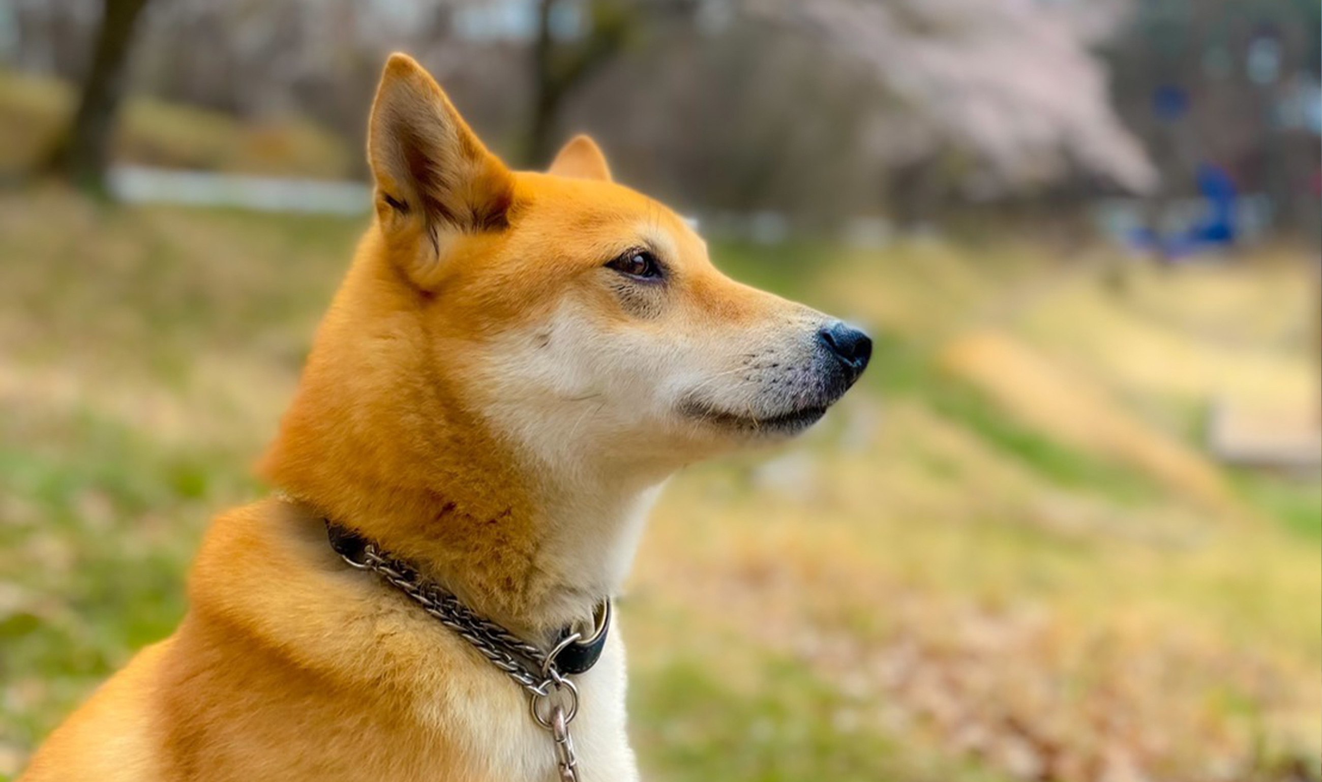 保護犬里親募集 那須ハイランドパーク 那須の大自然に囲まれたレジャーランド 栃木県