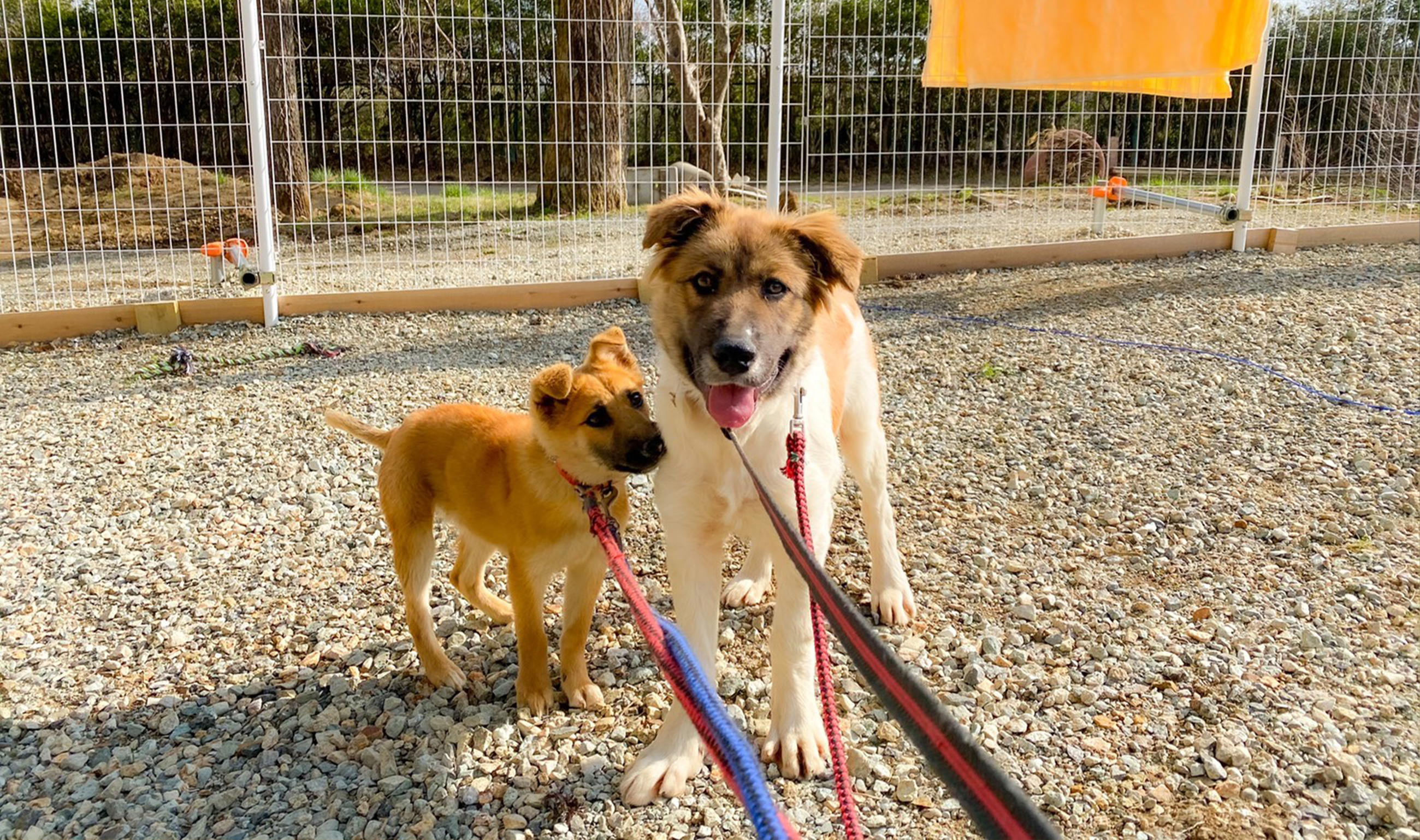 保護犬里親募集 那須ハイランドパーク 那須の大自然に囲まれたレジャーランド 栃木県